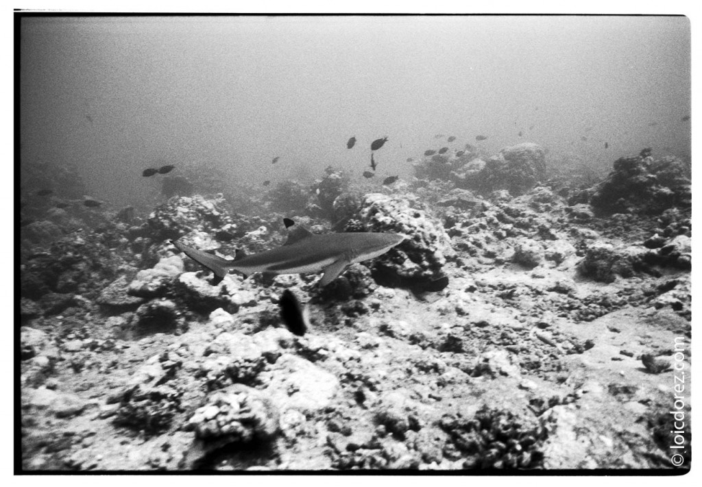 Tahiti sharks